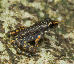 Pulchrana