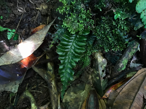 Cephalomanes javanicum observed 2025-12-07