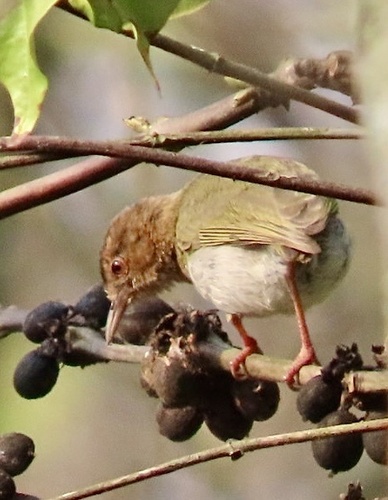 Green Crombec (Sylvietta virens), photo 9