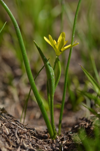 yellow star-of-Bethlehem (Gagea fragifera)