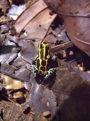 Ranitomeya variabilis