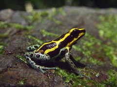 Ranitomeya variabilis