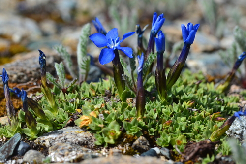 Triglav Gentian (Gentiana terglouensis)