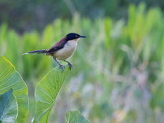 Donacobius atricapilla