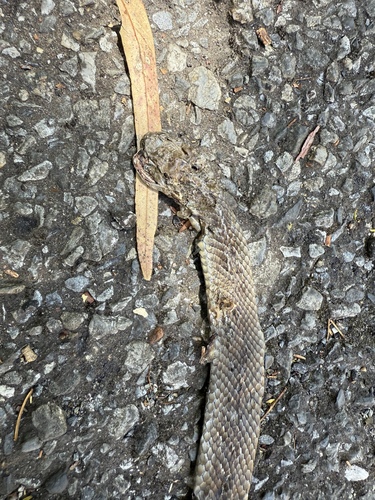 Eastern Brown Snake sighting