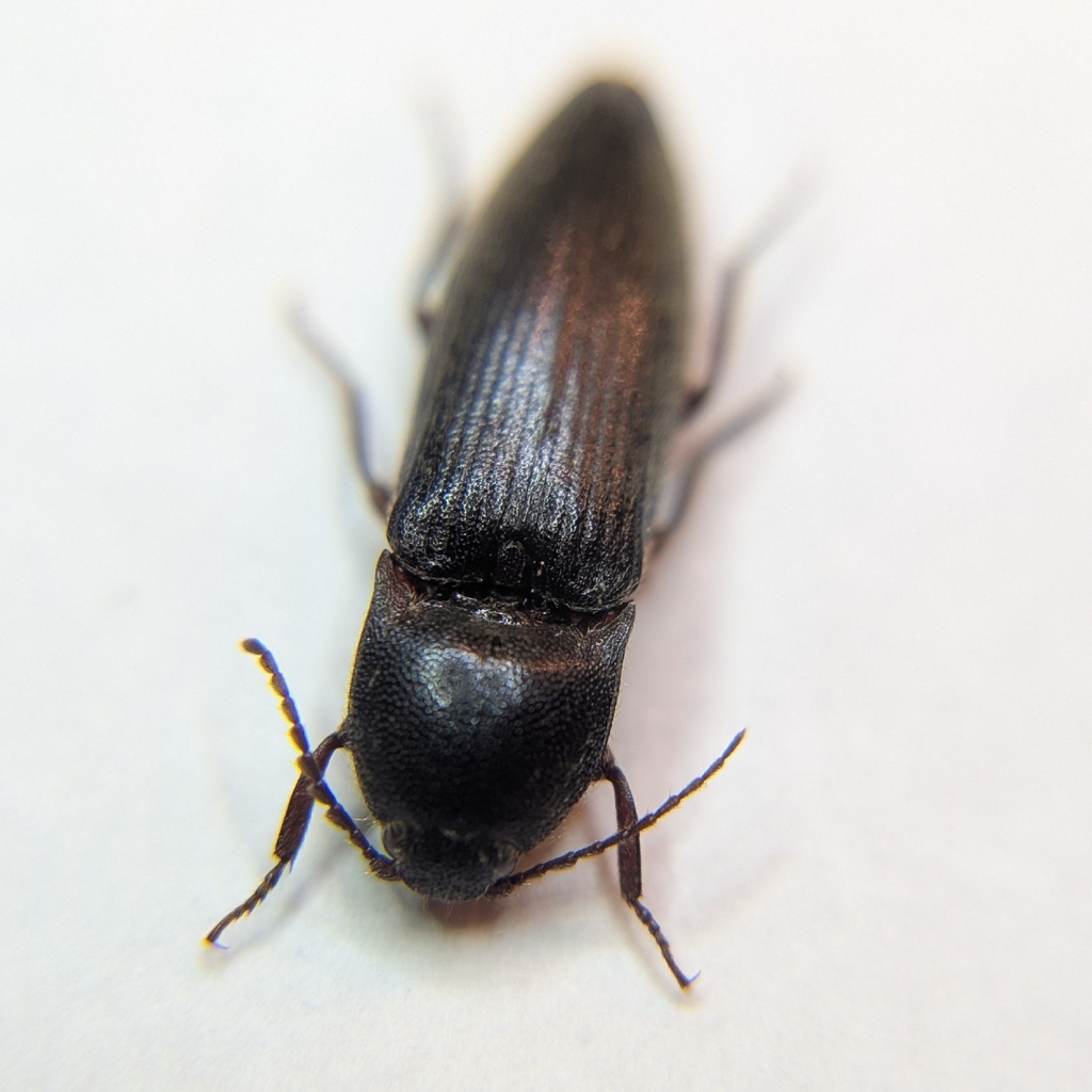 Melanotus brunnipes
