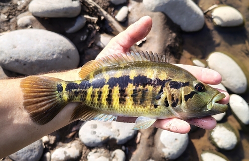 Wolf cichlid (Parachromis dovii) — Cichlidae — 2