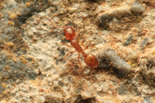 Temnothorax racovitzaiTemnothorax racovitzai