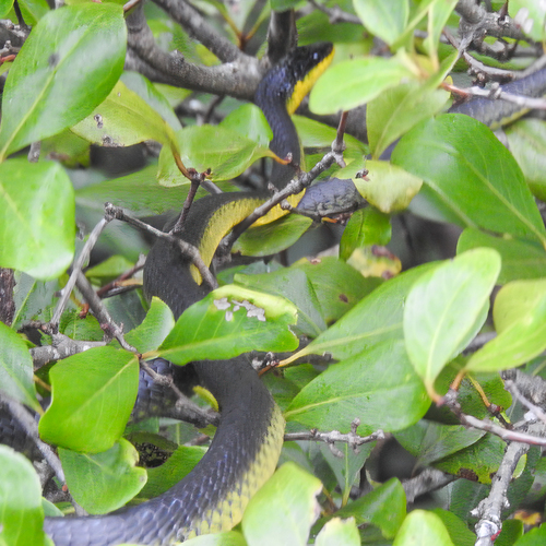 Common Tree Snake sighting