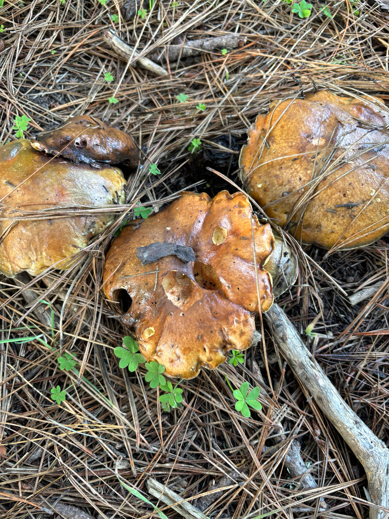 Suillus pungens · December 2025 · photo: © nyxki (iNaturalist, cc-by)