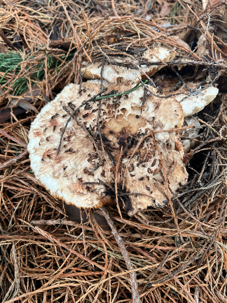 Chlorophyllum brunneum · December 2025 · photo: © moorebuesing (iNaturalist, cc0)