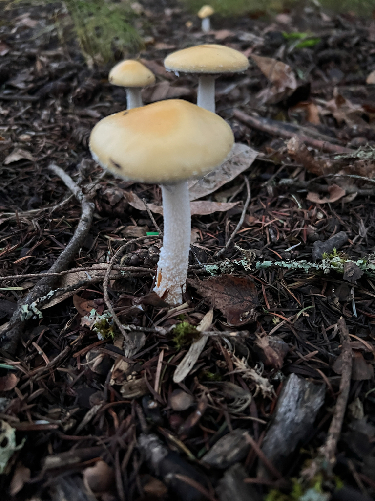 Stropharia ambigua · December 2025 · photo: © moorebuesing (iNaturalist, cc0)