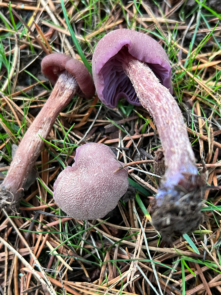 Laccaria amethysteo-occidentalis · December 2025 · photo: © moorebuesing (iNaturalist, cc0)