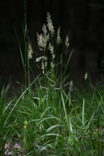Prairie Junegrass (Koeleria pyramidata)