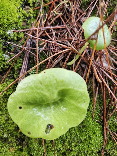 Umbilicus schmidtii (Umbilicus schmidtii)