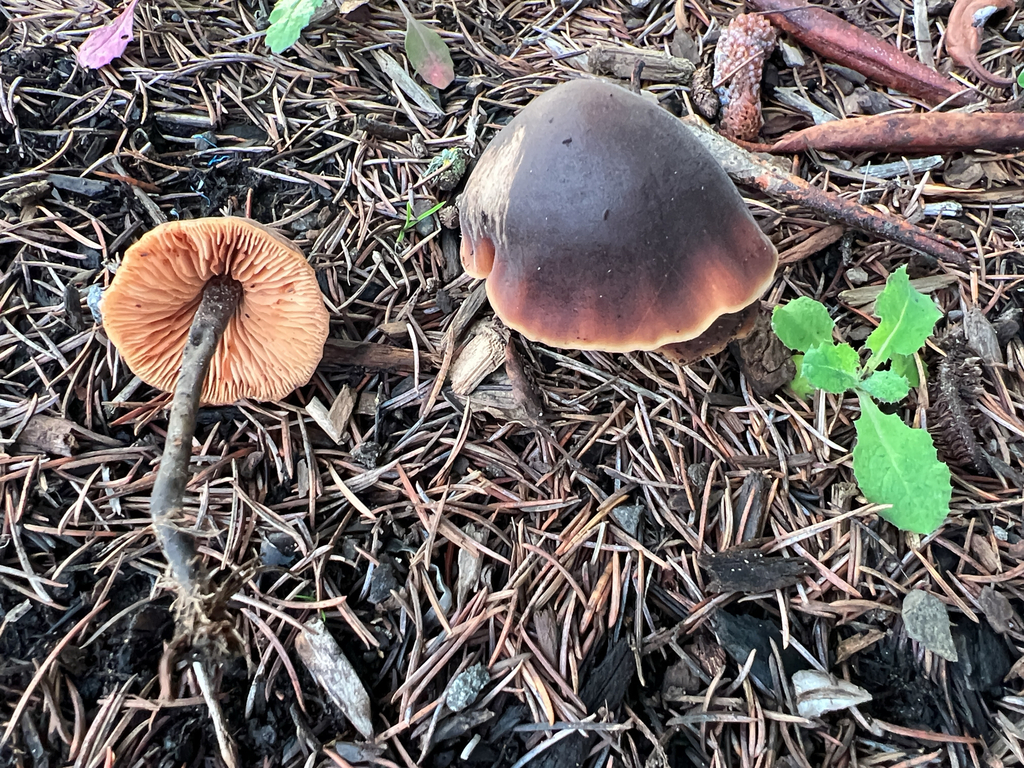 Macrocystidia cucumis · December 2025 · photo: © moorebuesing (iNaturalist, cc0)