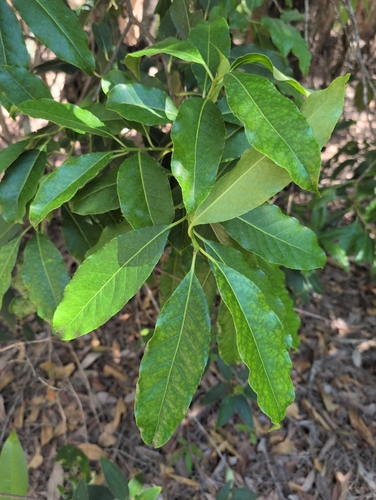 Symplocos stawellii observed 2025-12-19