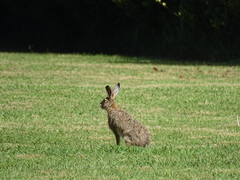 Lepus europaeus