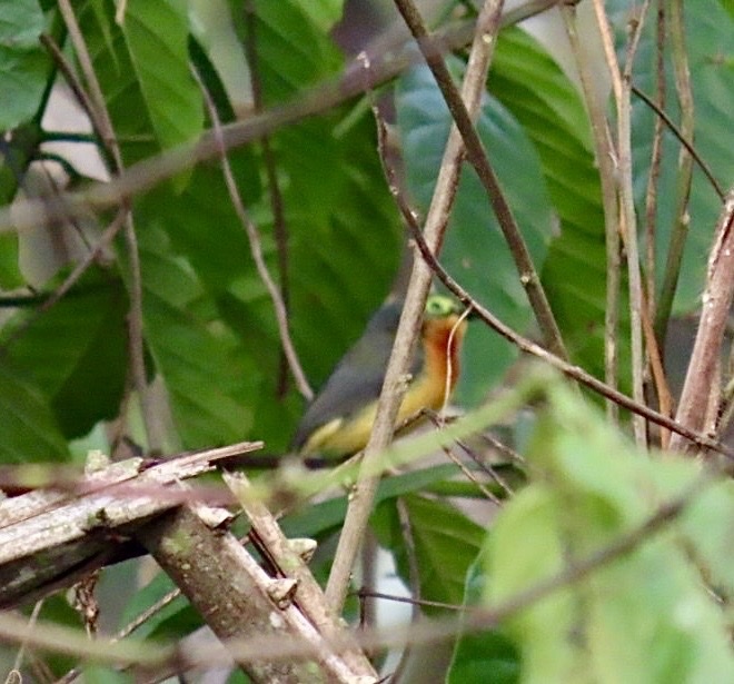 Yellow-bellied Wattle-eye (Platysteira concreta), photo 1