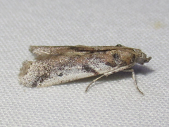 Laetilia dilatifasciella