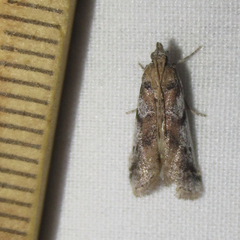 Laetilia dilatifasciella