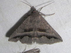 Lesmone griseipennis