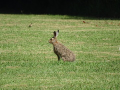 Lepus europaeus