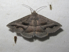 Lesmone griseipennis