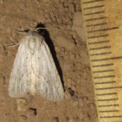 Leucocnemis perfundis