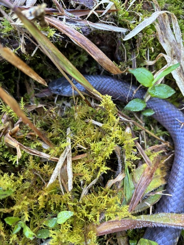 Mexican Snake Eater