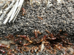 Dorylus helvolus