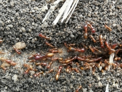 Dorylus helvolus