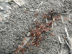 Dorylus helvolus