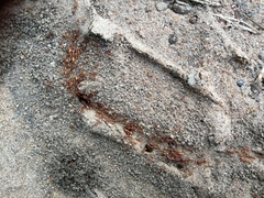 Dorylus helvolus