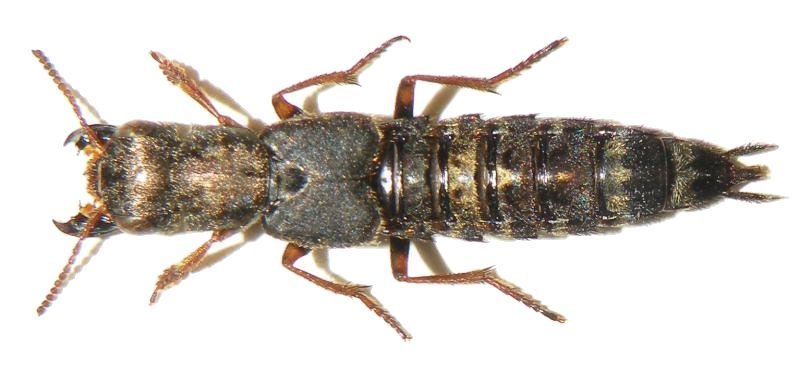 Leistotrophus haroldi