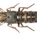 Ontholestes haroldi - Photo (c) Václav Hanzlík, algunos derechos reservados (CC BY-NC)