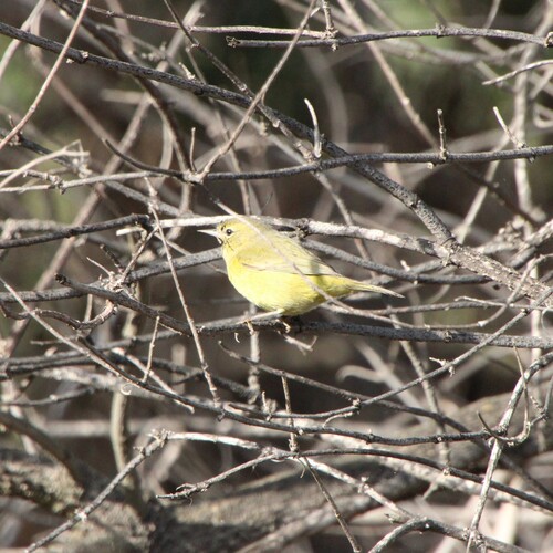 iNaturalist observation photo of Orange-crowned Warbler