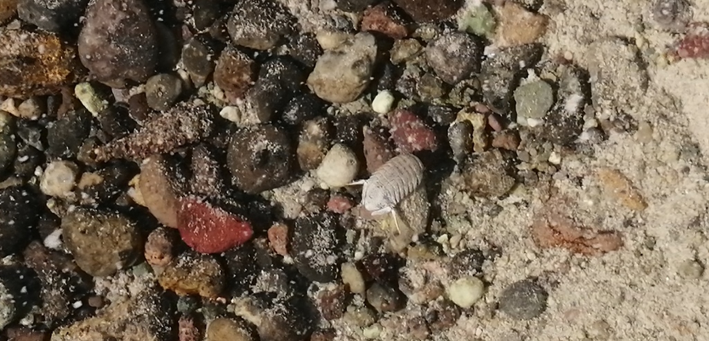 Thermosphaeroma smithi