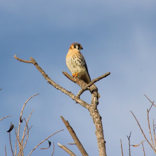 iNaturalist observation photo of American Kestrel