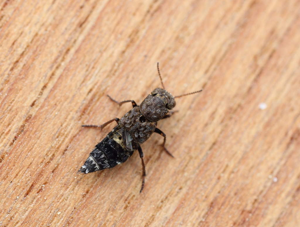 Ontholestes haroldi