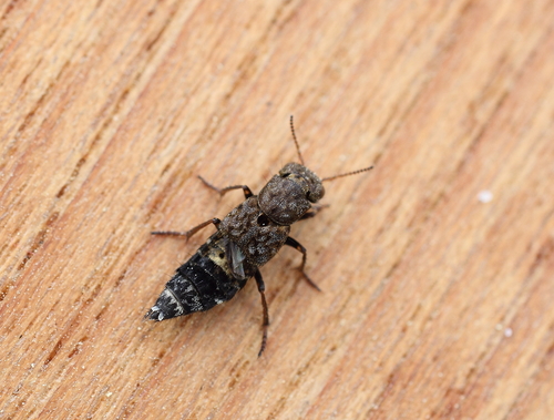 Ontholestes haroldi