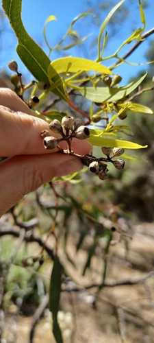 Mallee Box (Eucalyptus porosa)
