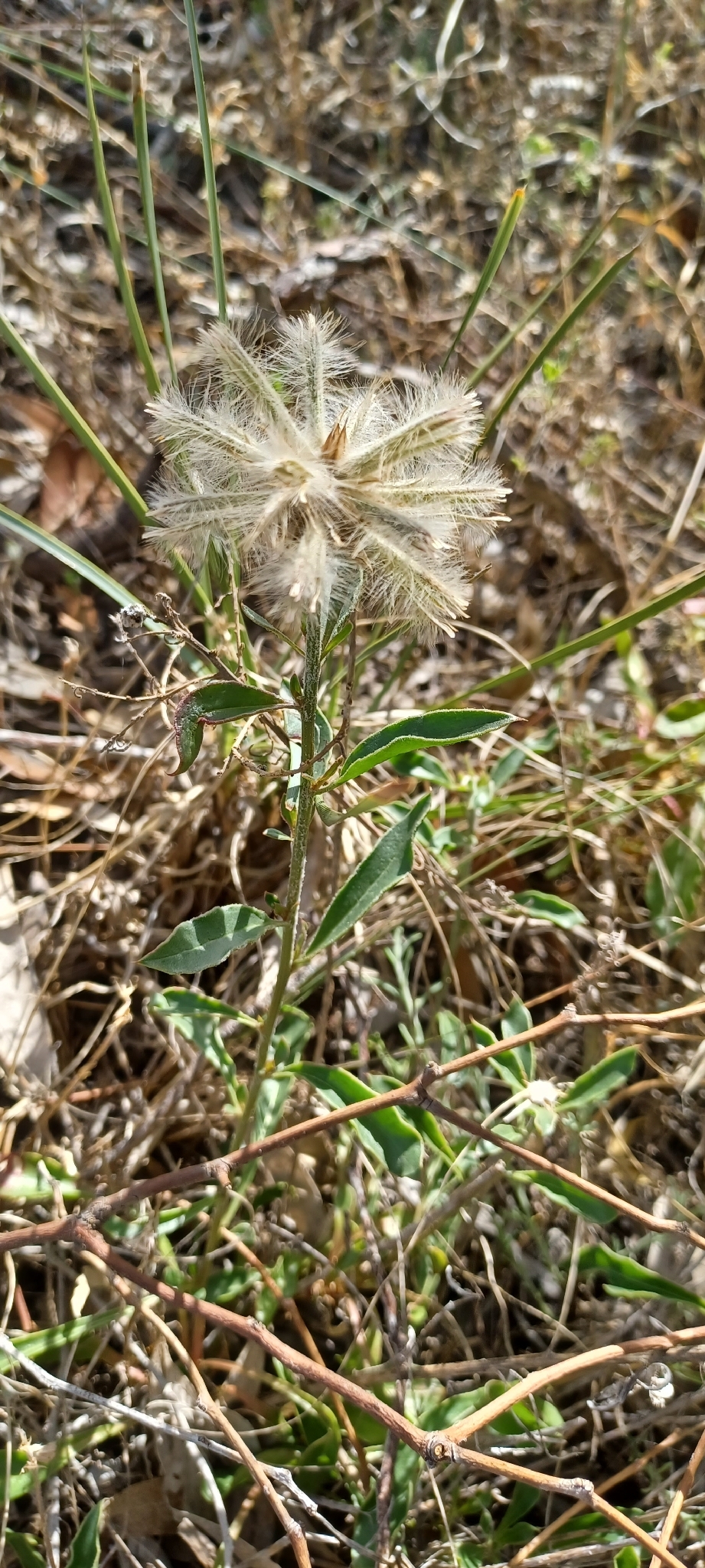 Ptilotus angustifolius