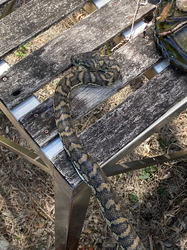 Coastal Carpet Python sighting