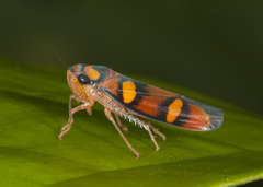 Erythrogonia jucunda