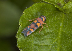 Erythrogonia jucunda