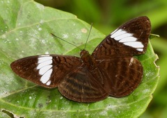 Adelpha epione