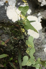 Dioscorea sylvatica
