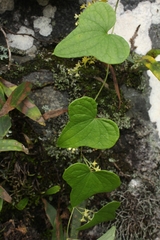 Dioscorea sylvatica