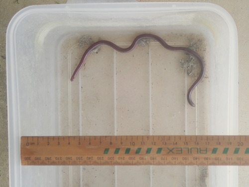 Blackish Blind Snake sighting